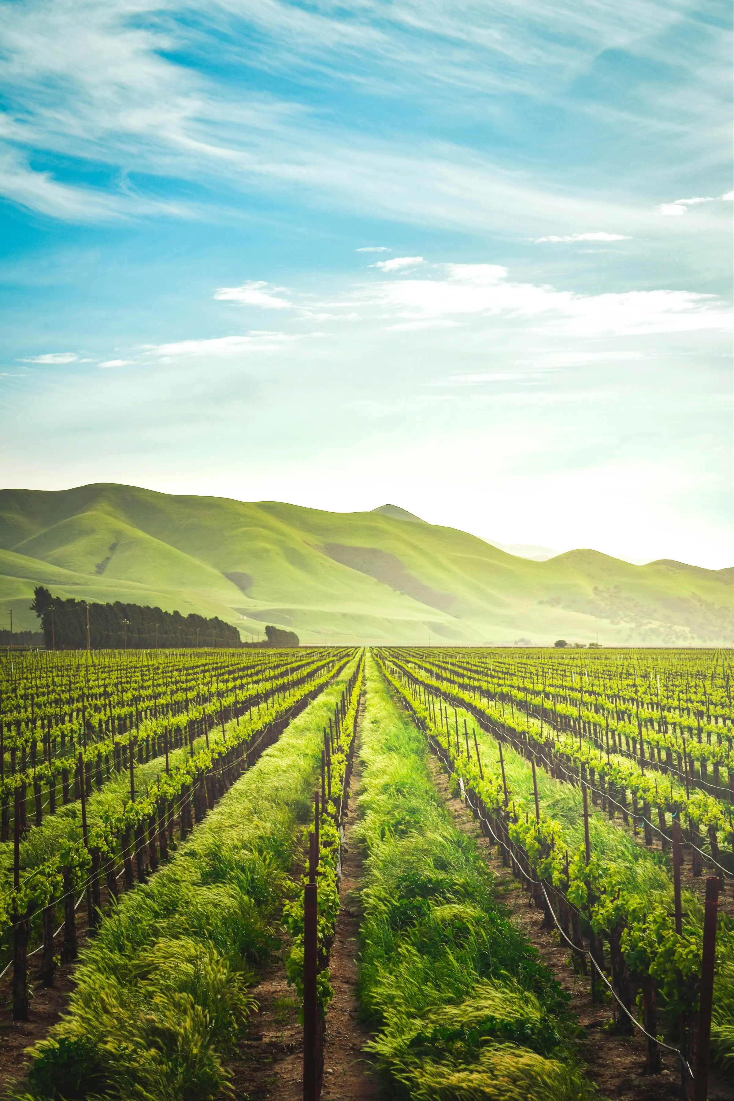 Cultivated land running in ruled rows toward a ridge line.